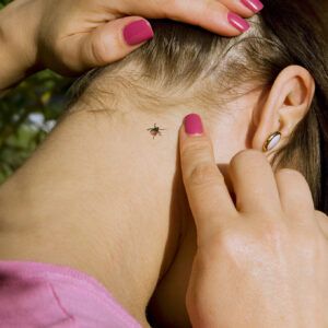 Що робити, якщо вас укусив кліщ